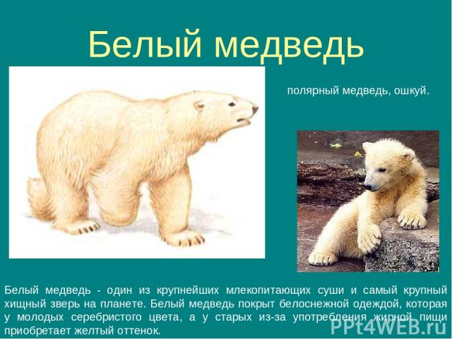 Белый медведь полярный медведь, ошкуй. Белый медведь - один из крупнейших млекопитающих суши и самый крупный хищный зверь на планете. Белый медведь покрыт белоснежной одеждой, которая у молодых серебристого цвета, а у старых из-за употребления жирно…
