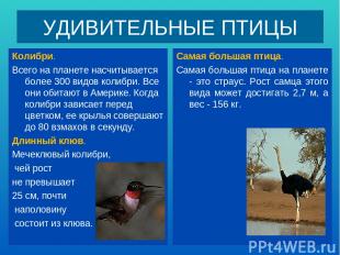 УДИВИТЕЛЬНЫЕ ПТИЦЫ Колибри. Всего на планете насчитывается более 300 видов колиб