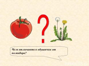 Чем отличаются одуванчик от помидора?