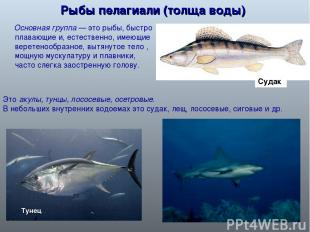 Рыбы пелагиали (толща воды) Основная группа — это рыбы, быстро плавающие и, есте