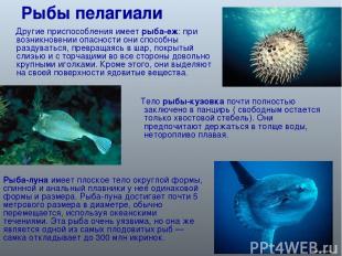Рыбы пелагиали Другие приспособления имеет рыба-еж: при возникновении опасности