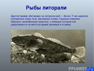Рыбы литорали Другой пример обитающих на литорали рыб — бычки. У них широкое, уп