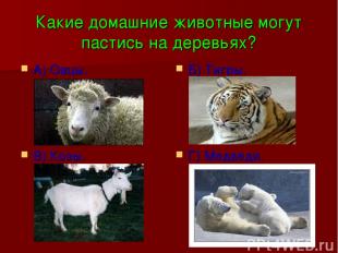 Какие домашние животные могут пастись на деревьях? А) Овцы. Б) Тигры. В) Козы. Г