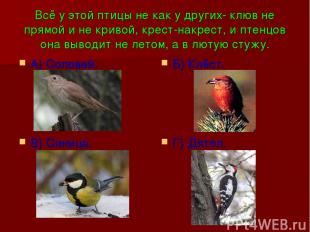 Всё у этой птицы не как у других- клюв не прямой и не кривой, крест-накрест, и п