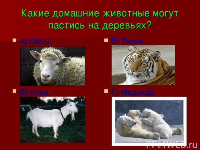 Какие домашние животные могут пастись на деревьях? А) Овцы. Б) Тигры. В) Козы. Г) Медведи.