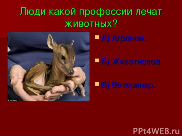 Люди какой профессии лечат животных? А) Агроном. Б) Животновод. В) Ветеринар.