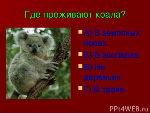Где проживают коала? А) В земляных норах. Б) В зоопарке. В) На деревьях. Г) В траве.