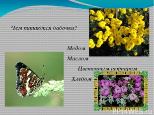 Чем питаются бабочки? Медом Маслом Цветочным нектаром Хлебом