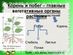 Корень и побег – главные вегетативные органы растения Органы растений Побег Коре
