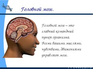 Головной мозг. Головной мозг – это главный командный пункт организма. Всеми ваши
