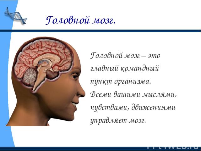 Головной мозг. Головной мозг – это главный командный пункт организма. Всеми вашими мыслями, чувствами, движениями управляет мозг.