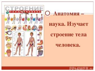 Анатомия – наука. Изучает строение тела человека.