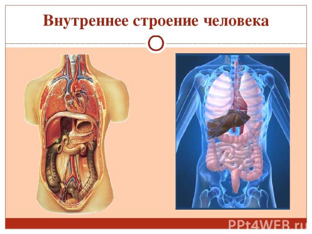 Анатомия тела человека внутренние органы фото
