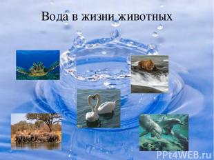 Вода в жизни животных