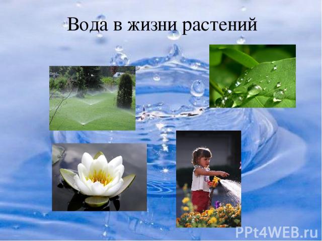 Вода в жизни растений