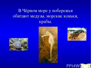 В Чёрном море у побережья обитают медузы, морские коньки, крабы.