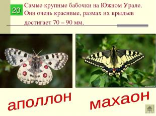 Самые крупные бабочки на Южном Урале. Они очень красивые, размах их крыльев дост