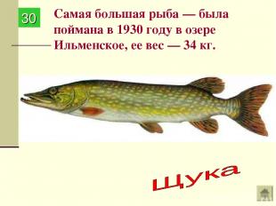 Самая большая рыба — была поймана в 1930 году в озере Ильменское, ее вес — 34 кг