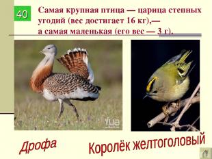 Самая крупная птица — царица степных угодий (вес достигает 16 кг),— а самая мале