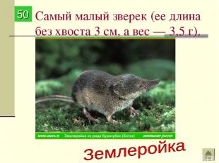 Самый малый зверек (ее длина без хвоста 3 см, а вес — 3,5 г). 50