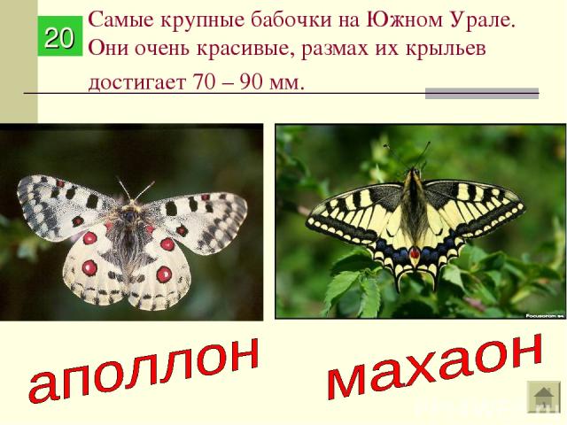 Самые крупные бабочки на Южном Урале. Они очень красивые, размах их крыльев достигает 70 – 90 мм. 20