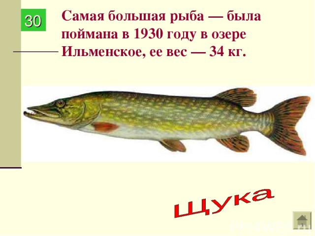Самая большая рыба — была поймана в 1930 году в озере Ильменское, ее вес — 34 кг. 30