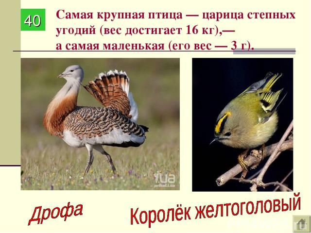 Самая крупная птица — царица степных угодий (вес достигает 16 кг),— а самая маленькая (его вес — 3 г). 40