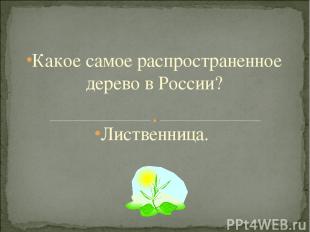 Какое самое распространенное дерево в России? Лиственница.