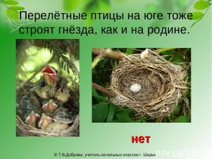 Перелётные птицы на юге тоже строят гнёзда, как и на родине. нет © Т.В.Доброва,
