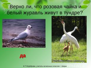 Верно ли, что розовая чайка и белый журавль живут в тундре? да © Т.В.Доброва, уч