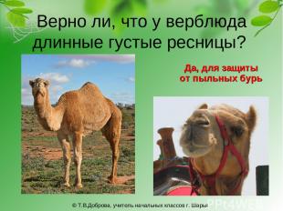 Верно ли, что у верблюда длинные густые ресницы? Да, для защиты от пыльных бурь