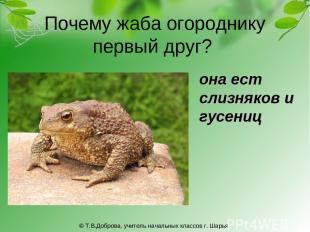 Почему жаба огороднику первый друг? она ест слизняков и гусениц © Т.В.Доброва, у