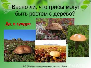 Верно ли, что грибы могут быть ростом с дерево? Да, в тундре. © Т.В.Доброва, учи