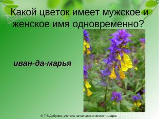 Какой цветок имеет мужское и женское имя одновременно? иван-да-марья © Т.В.Добро