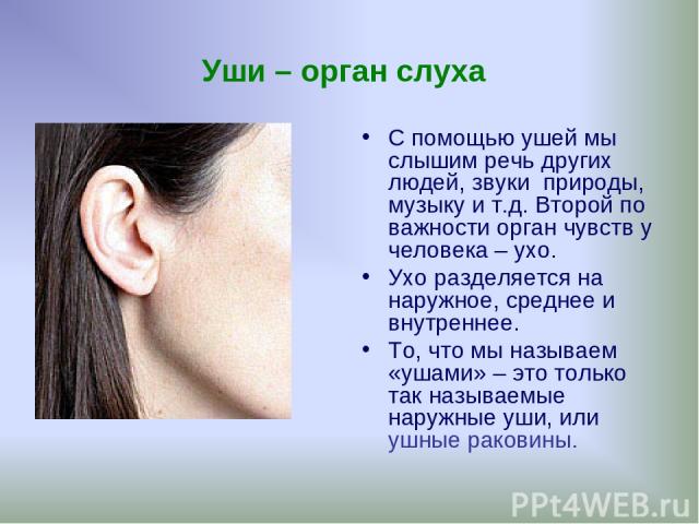 Уши – орган слуха С помощью ушей мы слышим речь других людей, звуки природы, музыку и т.д. Второй по важности орган чувств у человека – ухо. Ухо разделяется на наружное, среднее и внутреннее. То, что мы называем «ушами» – это только так называемые н…