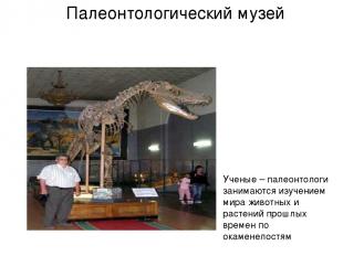 Палеонтологический музей Ученые – палеонтологи занимаются изучением мира животны
