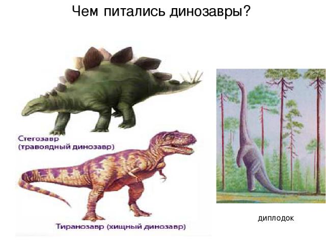 Чем питались динозавры? диплодок