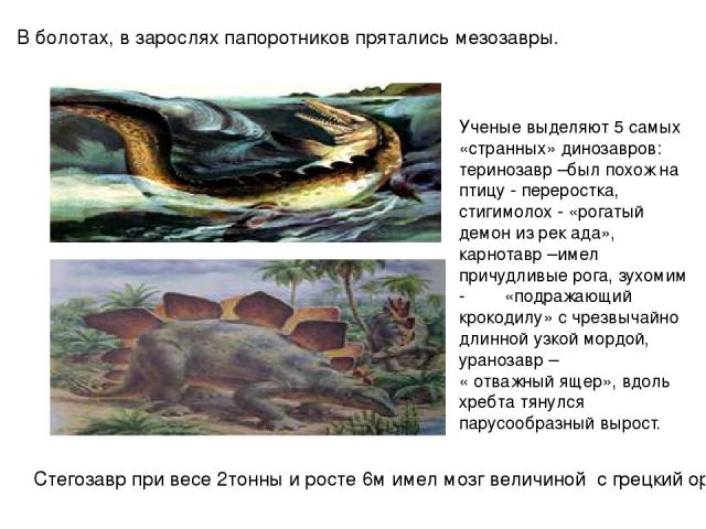 В болотах, в зарослях папоротников прятались мезозавры. Стегозавр при весе 2тонны и росте 6м имел мозг величиной с грецкий орех. Ученые выделяют 5 самых «странных» динозавров: теринозавр –был похож на птицу - переростка, стигимолох - «рогатый демон …