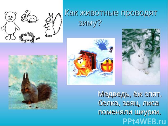 Как животные проводят зиму? Медведь, ёж спят, белка, заяц, лиса поменяли шкурки.