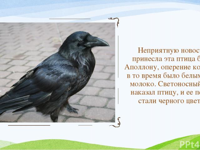 Неприятную новость принесла эта птица богу Аполлону, оперение которой в то время было белым, как молоко. Светоносный бог наказал птицу, и ее перья стали черного цвета.
