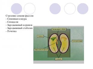 Строение семени фасоли: - Семенная кожура - Семядоли - Зародышевый корешок - Зар