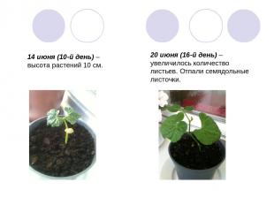 14 июня (10-й день) – высота растений 10 см. 20 июня (16-й день) – увеличилось к
