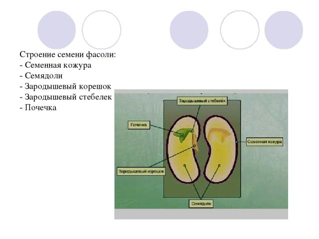 Строение семени фасоли: - Семенная кожура - Семядоли - Зародышевый корешок - Зародышевый стебелек - Почечка