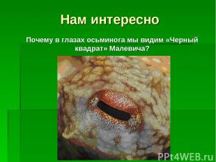 Нам интересно Почему в глазах осьминога мы видим «Черный квадрат» Малевича?