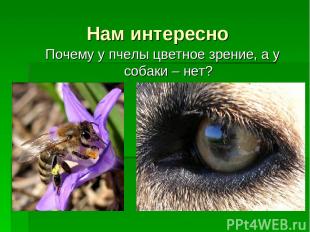 Нам интересно Почему у пчелы цветное зрение, а у собаки – нет?