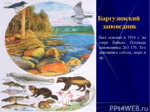 Баргузинский заповедник Был основан в 1916 г. на озере Байкал. Площадь заповедни