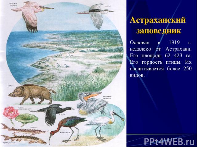 Астраханский заповедник Основан в 1919 г. недалеко от Астрахани. Его площадь 62 423 га. Его гордость птицы. Их насчитывается более 250 видов.
