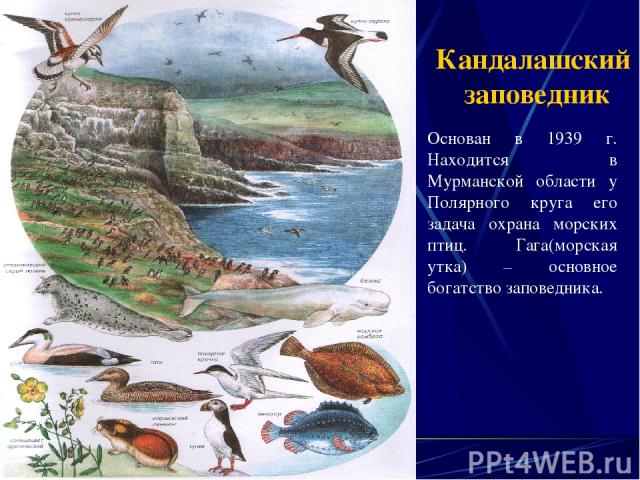 Кандалашский заповедник Основан в 1939 г. Находится в Мурманской области у Полярного круга его задача охрана морских птиц. Гага(морская утка) – основное богатство заповедника.