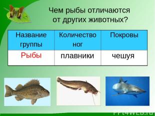 Чем рыбы отличаются от других животных? плавники чешуя Название группы Количеств