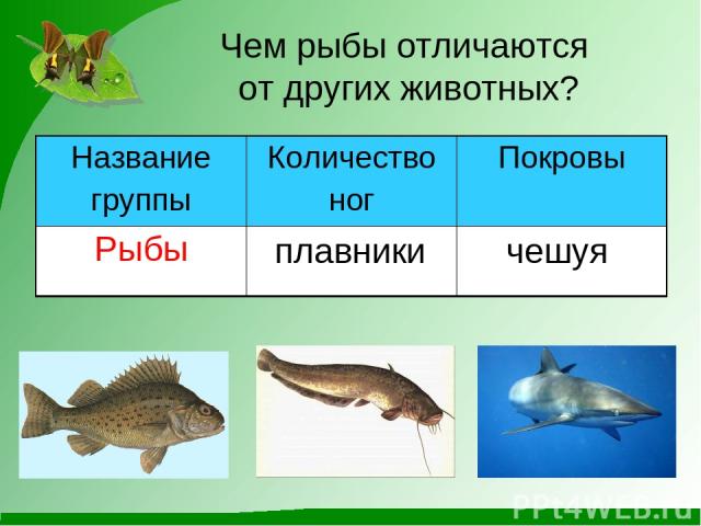 Чем рыбы отличаются от других животных? плавники чешуя Название группы Количество ног Покровы Рыбы
